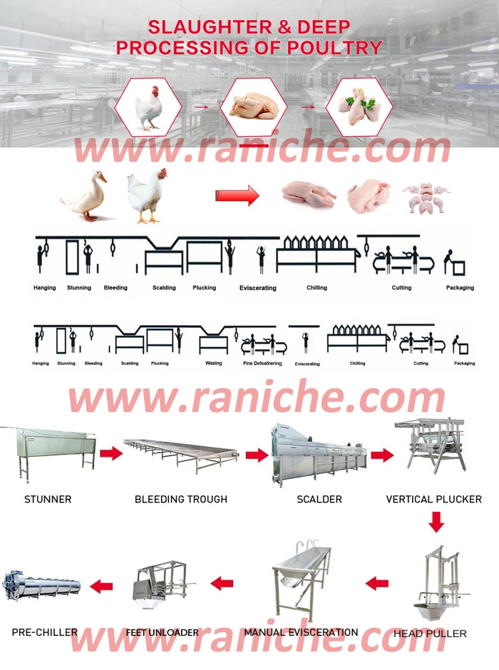 Abattoir Hot Sale Halal Poultry Chicken Slaughter Equipment